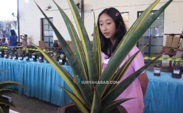 Ratusan Pecinta Kembang Pedang-pedangan Ikuti Kontes Nasional di Sidoarjo, Ada yang Berharga Rp 150&nbsp;Juta