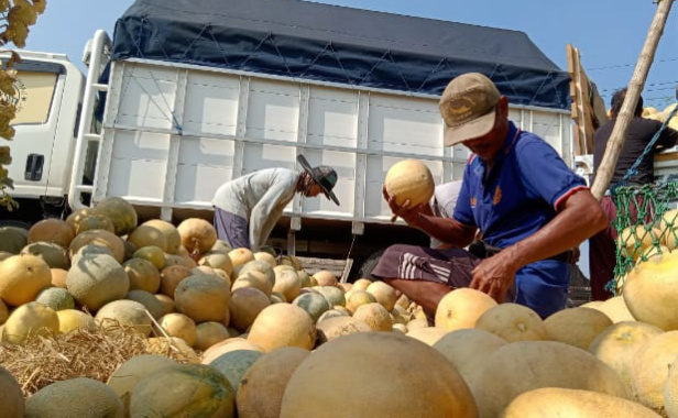 Berita Sidoarjo Panen Raya Harga Melon di Tingkat Petani Sidoarjo&nbsp;Turun